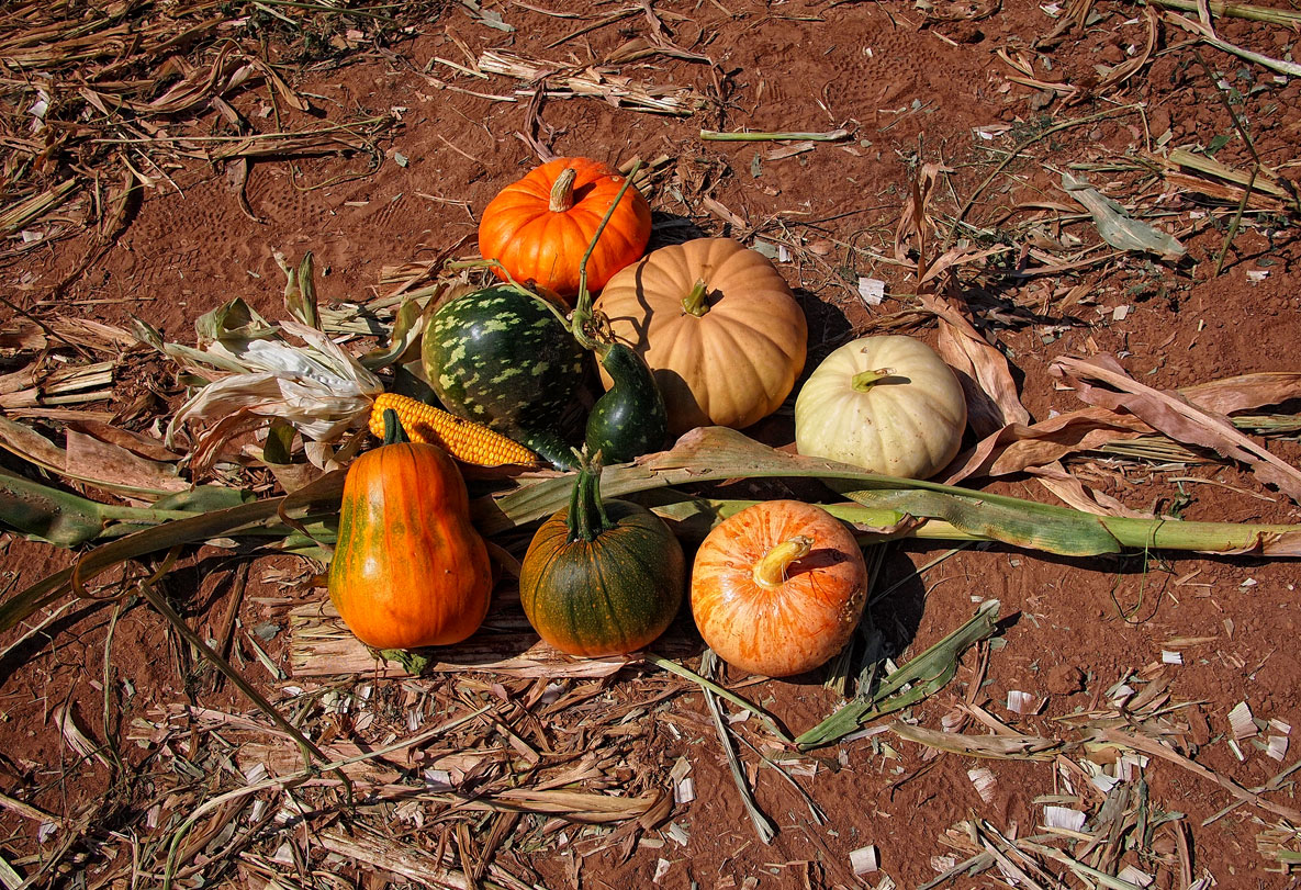 Pumpkin Patch Corrales New Mexico